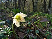 41 Elleboro fecondato (Helleborus niger) 